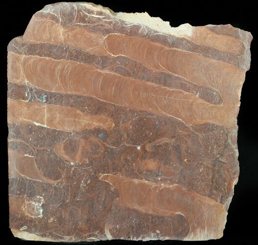 Polished Stromatolite (Jurusania) From Russia - Million Years #57555